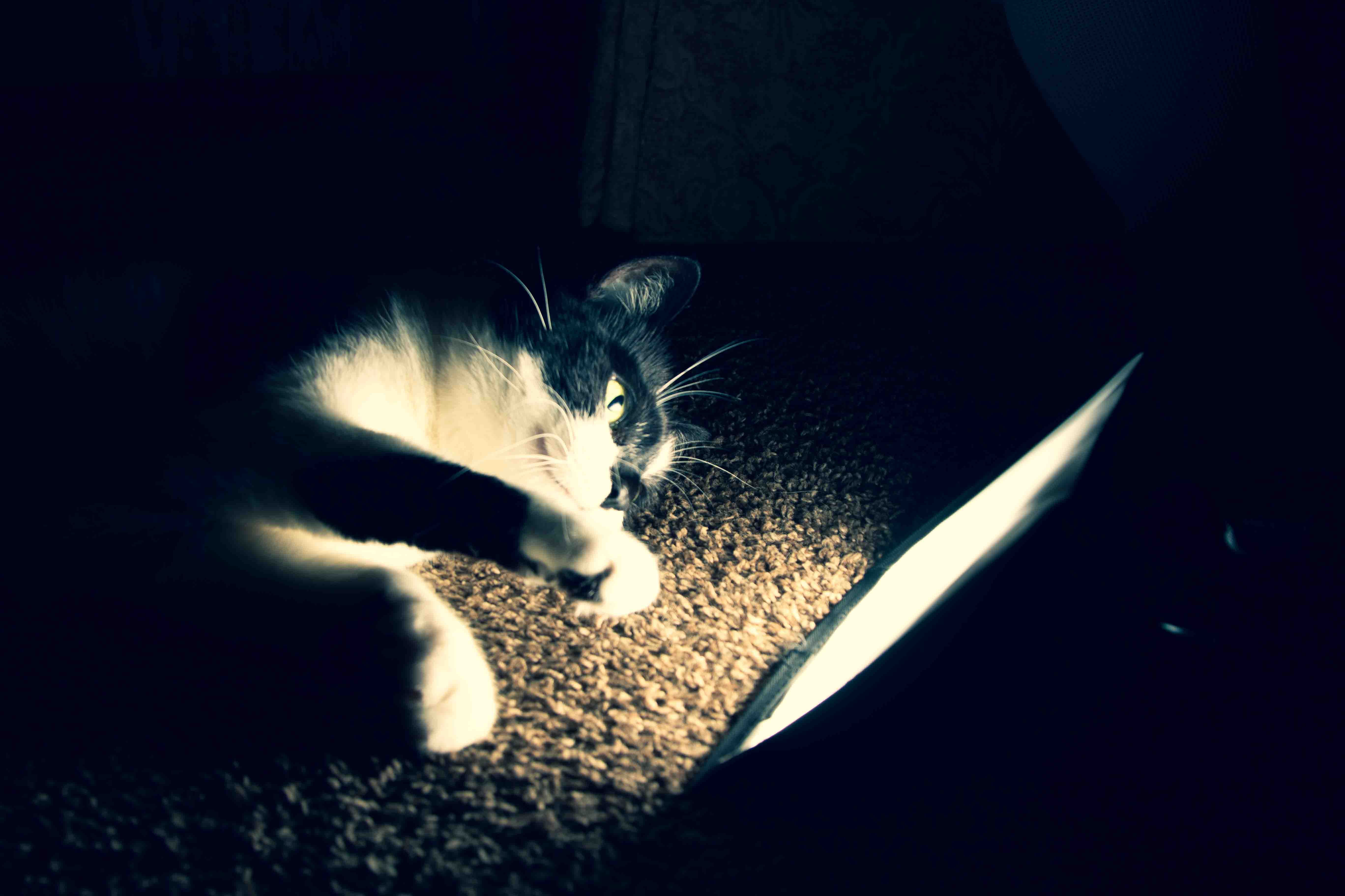 Tuxedo cat stretching on the carpet, one paw extended